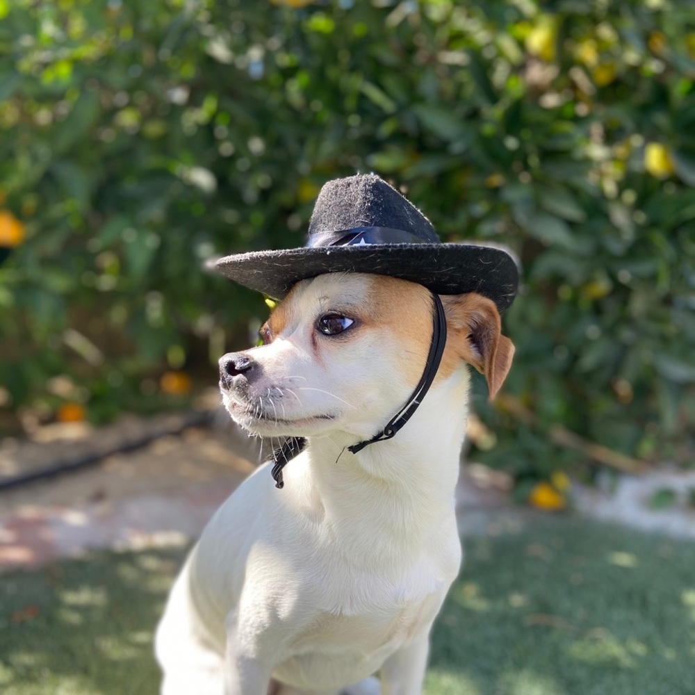 Buddy
